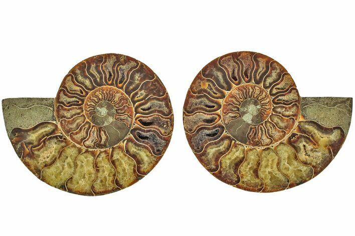 Cut & Polished, Agatized Ammonite Fossil - Madagascar #212870